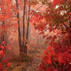 Jigsaw puzzle: Red maples