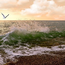 Jigsaw puzzle: Seagull over the sea