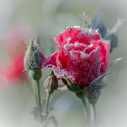 Jigsaw puzzle: Frosty tenderness