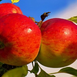 Jigsaw puzzle: Apples on a branch