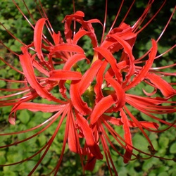 Jigsaw puzzle: Lycoris or spider lily