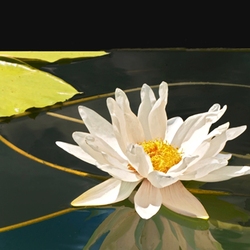 Jigsaw puzzle: Water lily