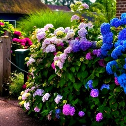 Jigsaw puzzle: Hydrangea at home