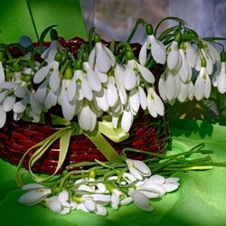 Jigsaw puzzle: Basket with snowdrops