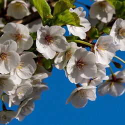 Jigsaw puzzle: Flowering branch