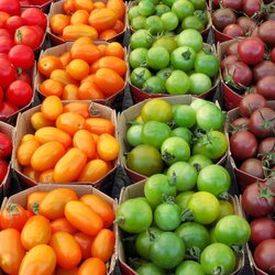 Jigsaw puzzle: Varietal tomatoes