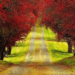 Jigsaw puzzle: Road between trees