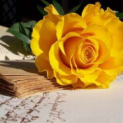 Jigsaw puzzle: Yellow rose