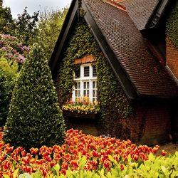 Jigsaw puzzle: House in flowers