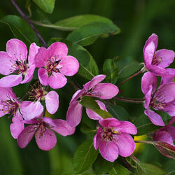 Jigsaw puzzle: Flowering branch