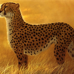 Jigsaw puzzle: Cheetah