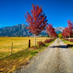 Jigsaw puzzle: Country road