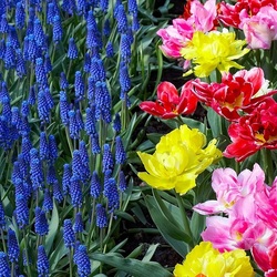 Jigsaw puzzle: Muscari and tulips
