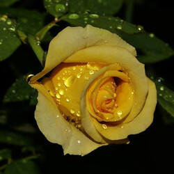 Jigsaw puzzle: Yellow rose