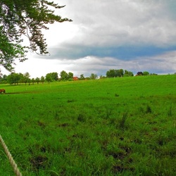 Jigsaw puzzle: Herd of horses grazing