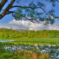 Jigsaw puzzle: Thickets of grass in the water