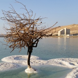 Jigsaw puzzle: Dead tree on the Dead Sea
