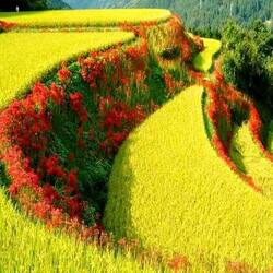 Jigsaw puzzle: Yellow fields in the mountains