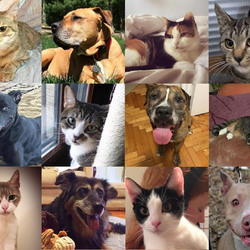 Jigsaw puzzle: Our beloved pets