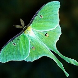 Jigsaw puzzle: Green butterfly