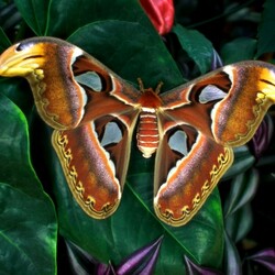 Jigsaw puzzle: Giant butterfly