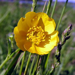 Jigsaw puzzle: Buttercup