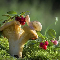Jigsaw puzzle: Snail, mushroom and cranberry