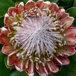 Jigsaw puzzle: Protea flower