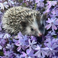 Jigsaw puzzle: Hedgehog in flowers