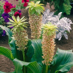 Jigsaw puzzle: Pineapple lily