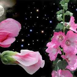 Jigsaw puzzle: Blooming in the night