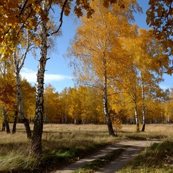 Jigsaw puzzle: The road between the birches