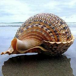 Jigsaw puzzle: Shell