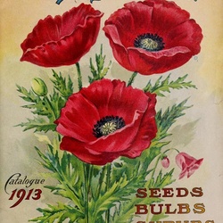 Jigsaw puzzle: Poppies
