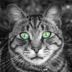 Jigsaw puzzle: Green eyed