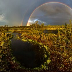 Jigsaw puzzle: Rainbow in the swamps