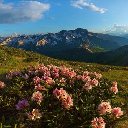 Jigsaw puzzle: Mountain rhododendron blooms