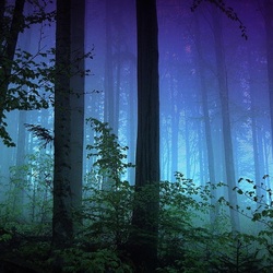 Jigsaw puzzle: Night in the forest