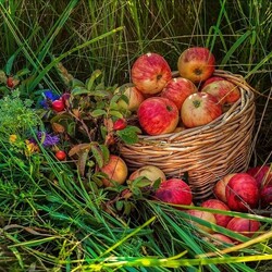 Jigsaw puzzle: Seasonal apples