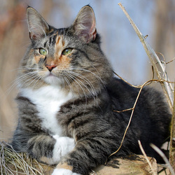 Jigsaw puzzle: Norwegian forest cat