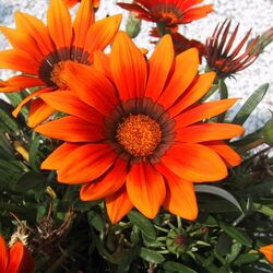 Jigsaw puzzle: Gazania