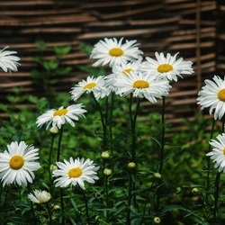 Jigsaw puzzle: Chamomile by the wattle fence