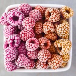 Jigsaw puzzle: Frozen raspberries