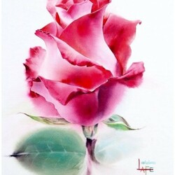 Jigsaw puzzle: the Rose
