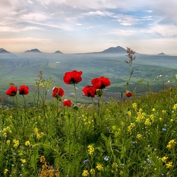 Jigsaw puzzle: Poppies at dawn