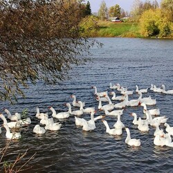 Jigsaw puzzle: Geese