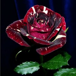 Jigsaw puzzle: the Rose