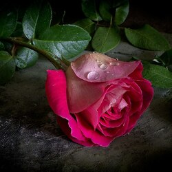 Jigsaw puzzle: the Rose