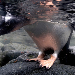 Jigsaw puzzle: Penguin in his midst