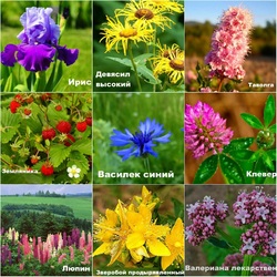 Jigsaw puzzle: Field and meadow plants
